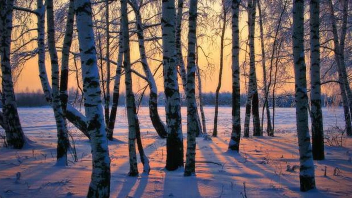 Зимний березовый лес