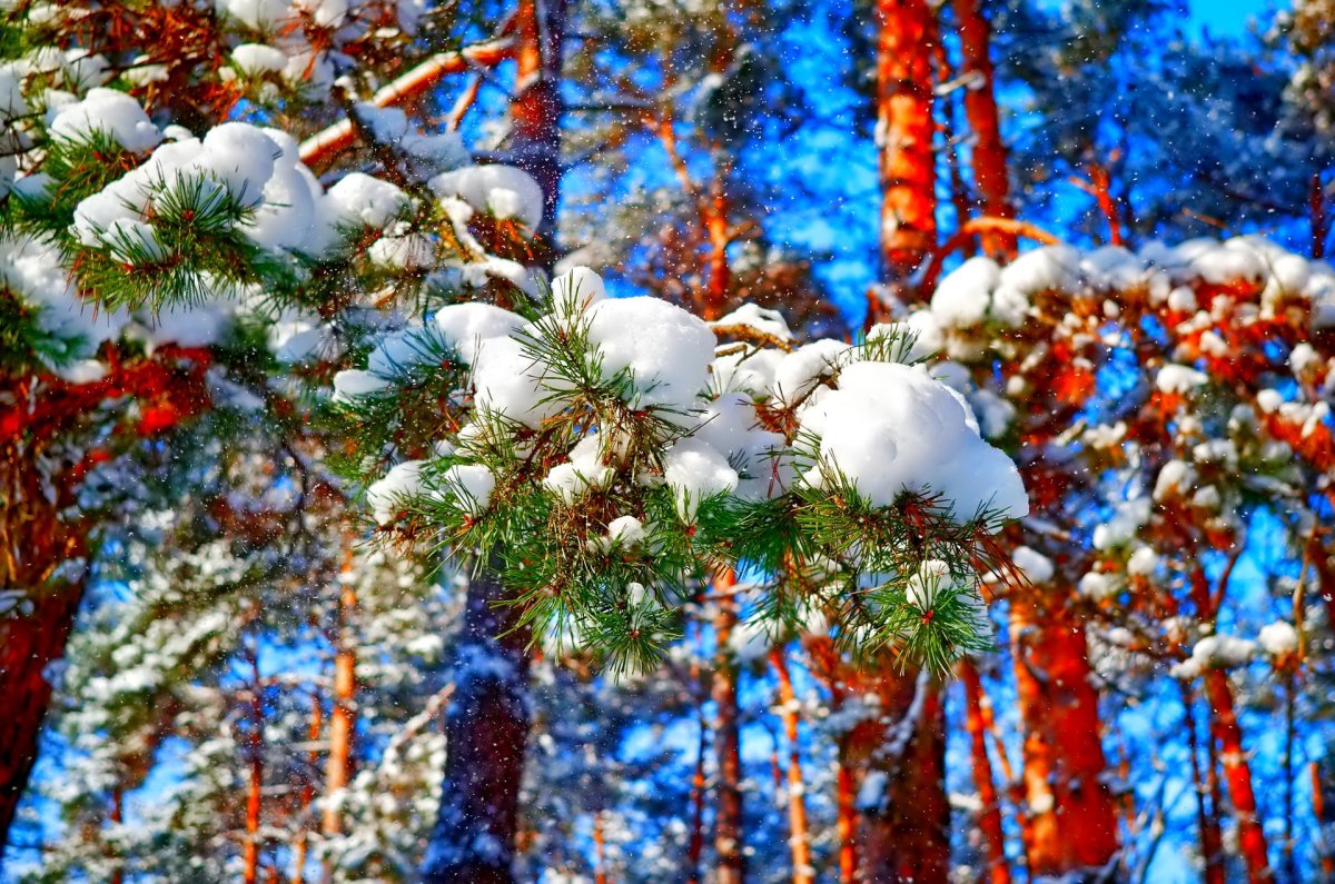 Декабрь природа