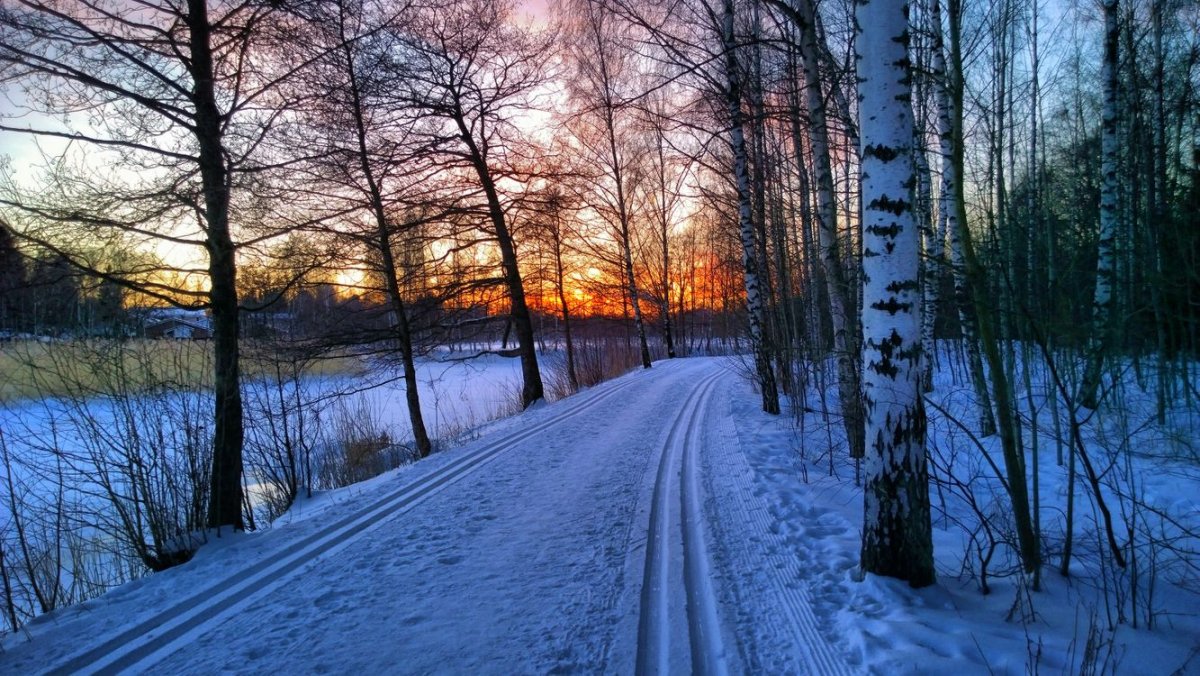 Лыжня в Вечернем лесу