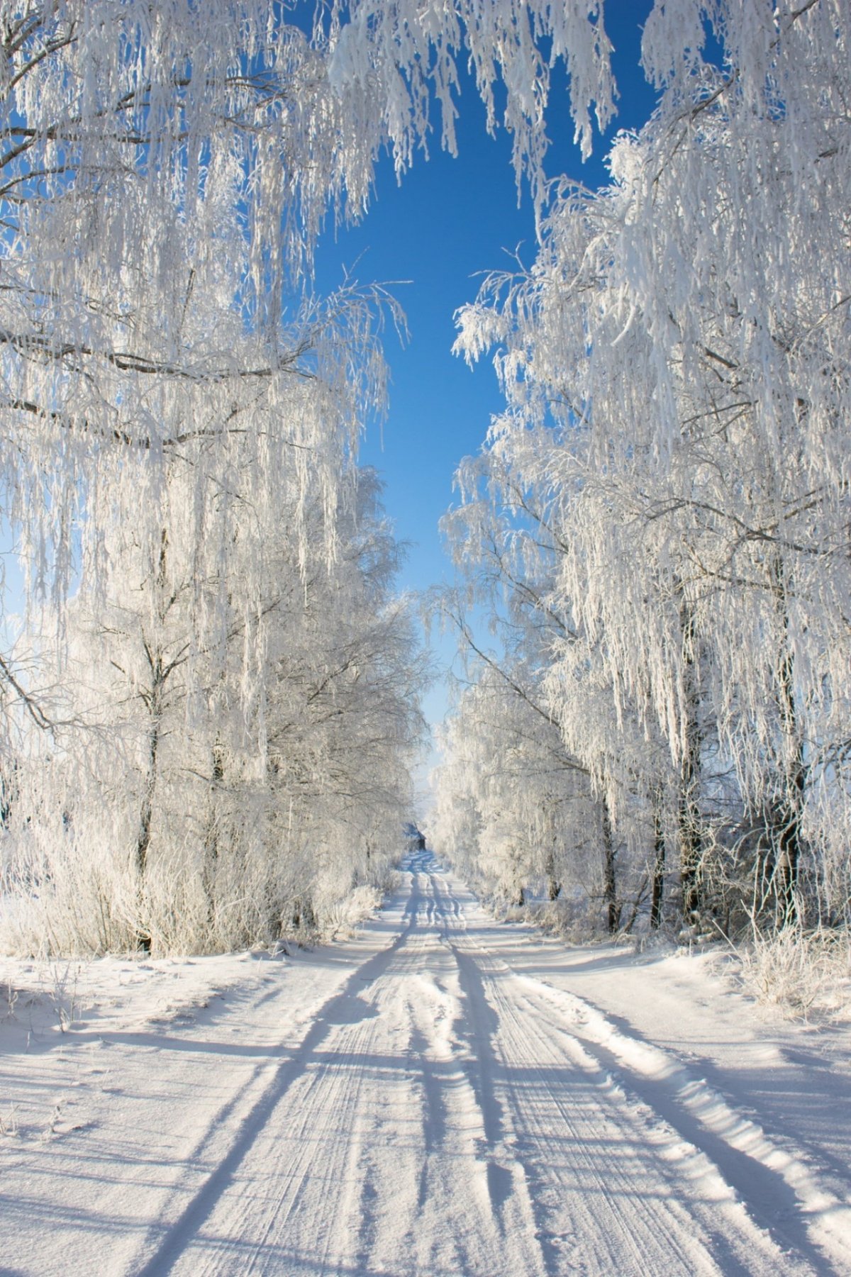 Зимняя природа