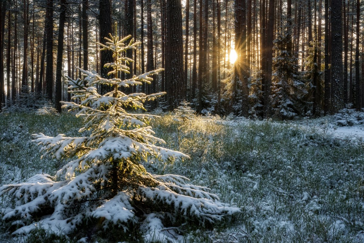 Зимний еловый лес