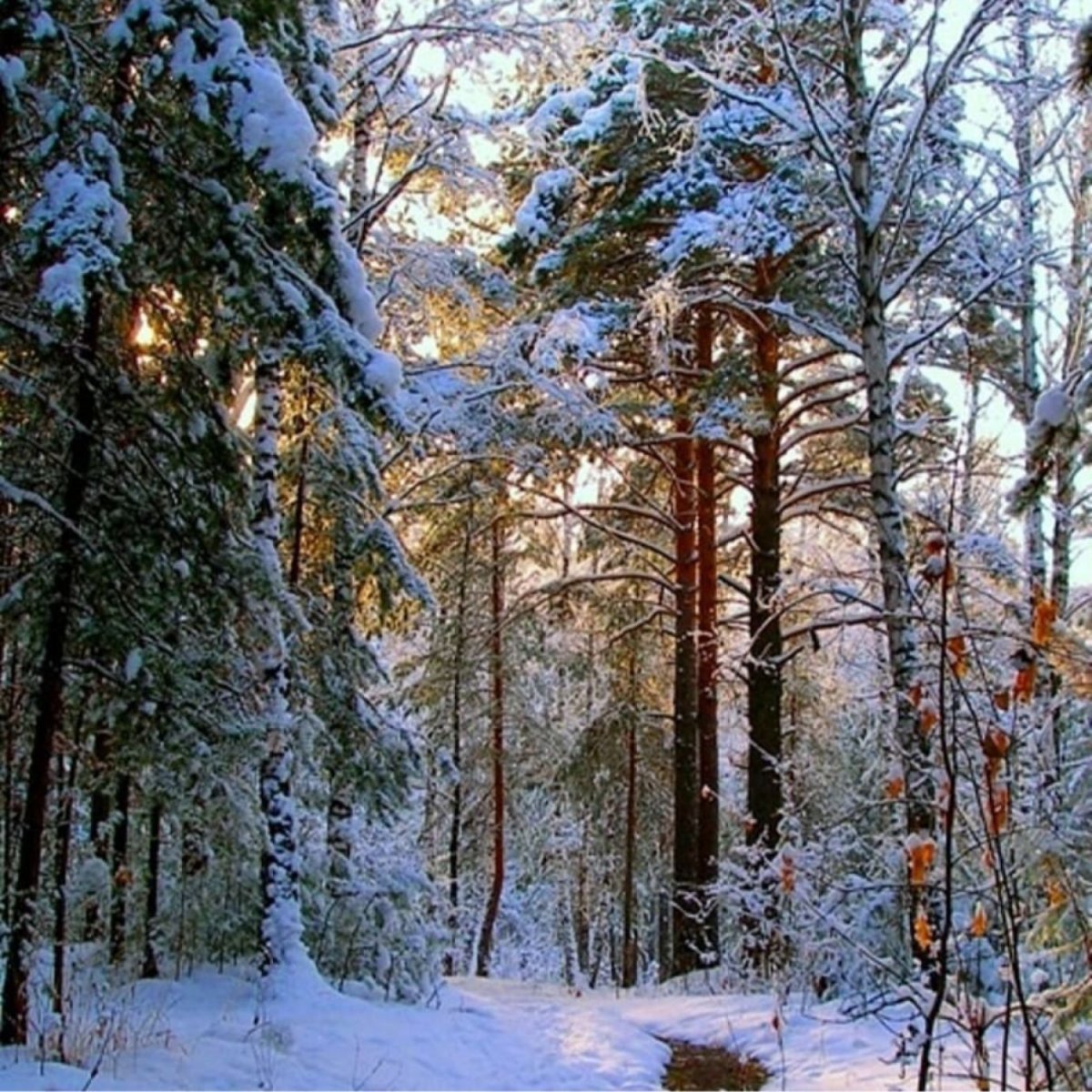 Леса зима