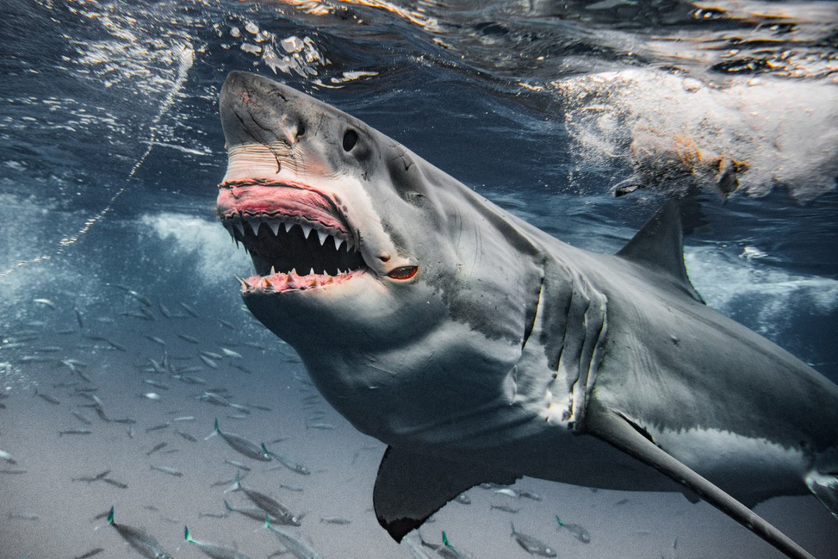 Большая белая акула (great White Shark)