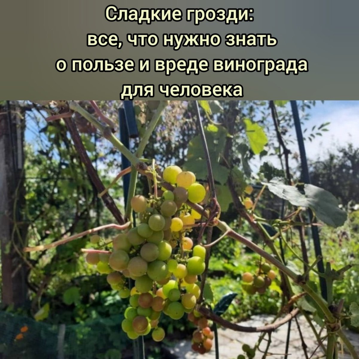Урожай винограда