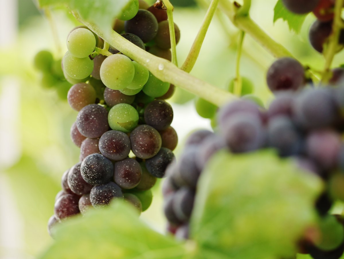 Виноград реформ Vitis
