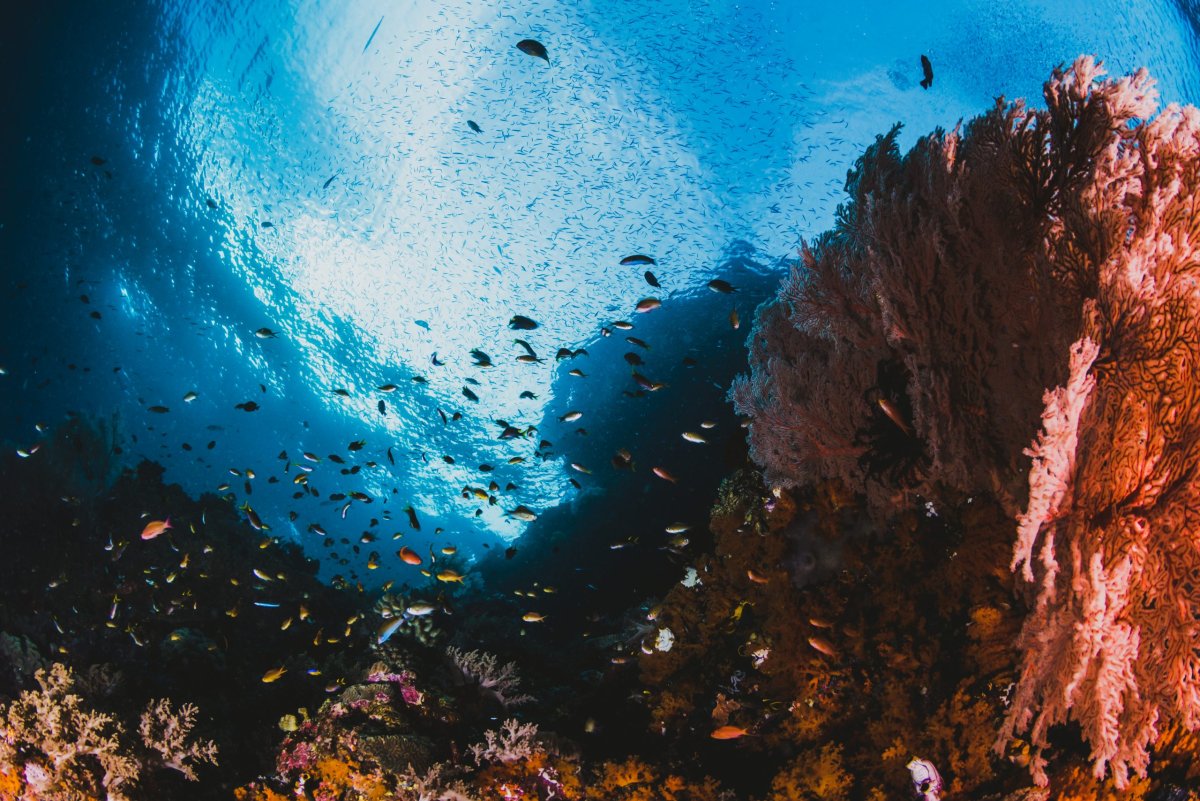 Watery