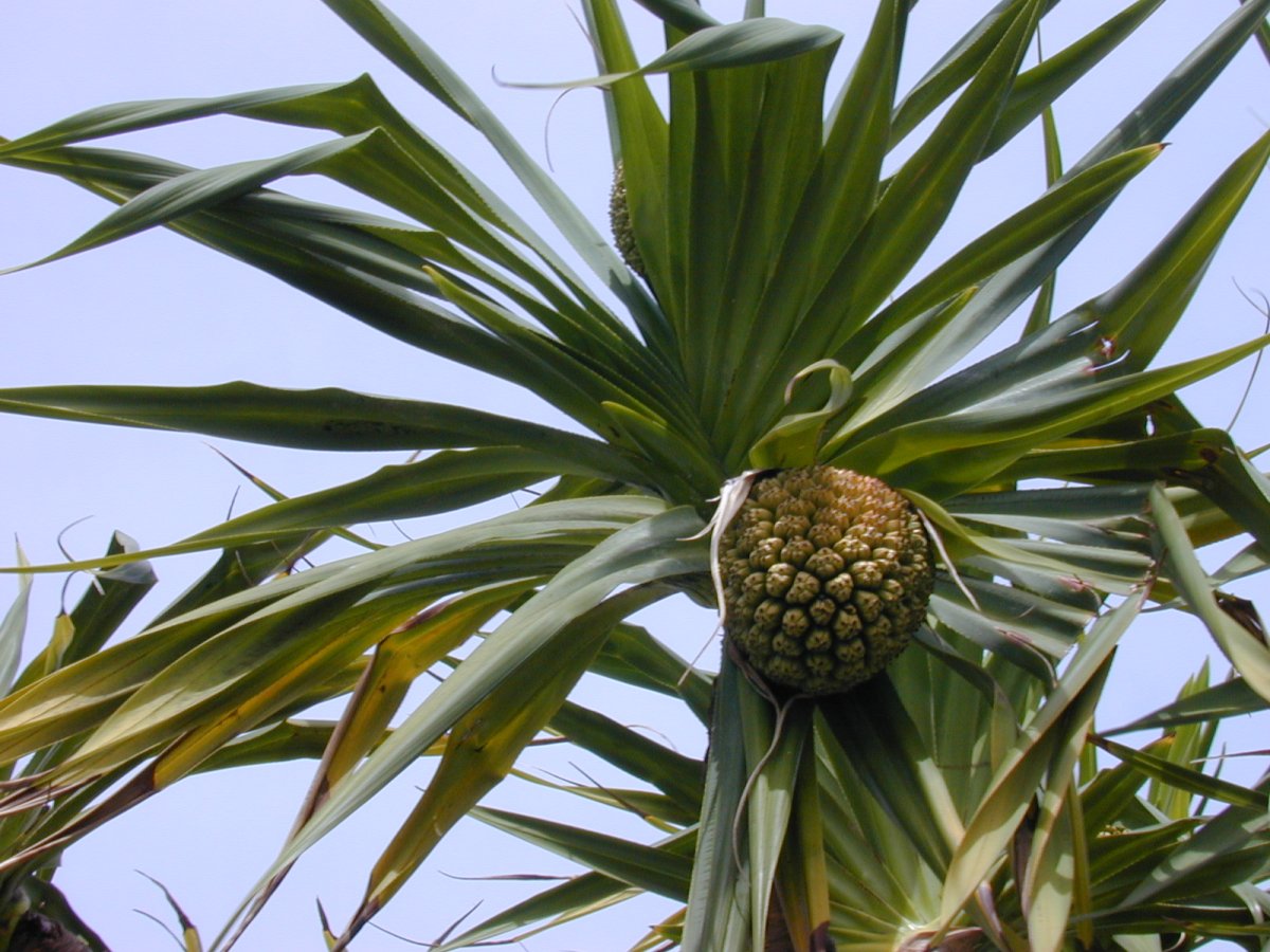 Pandanus tectorius