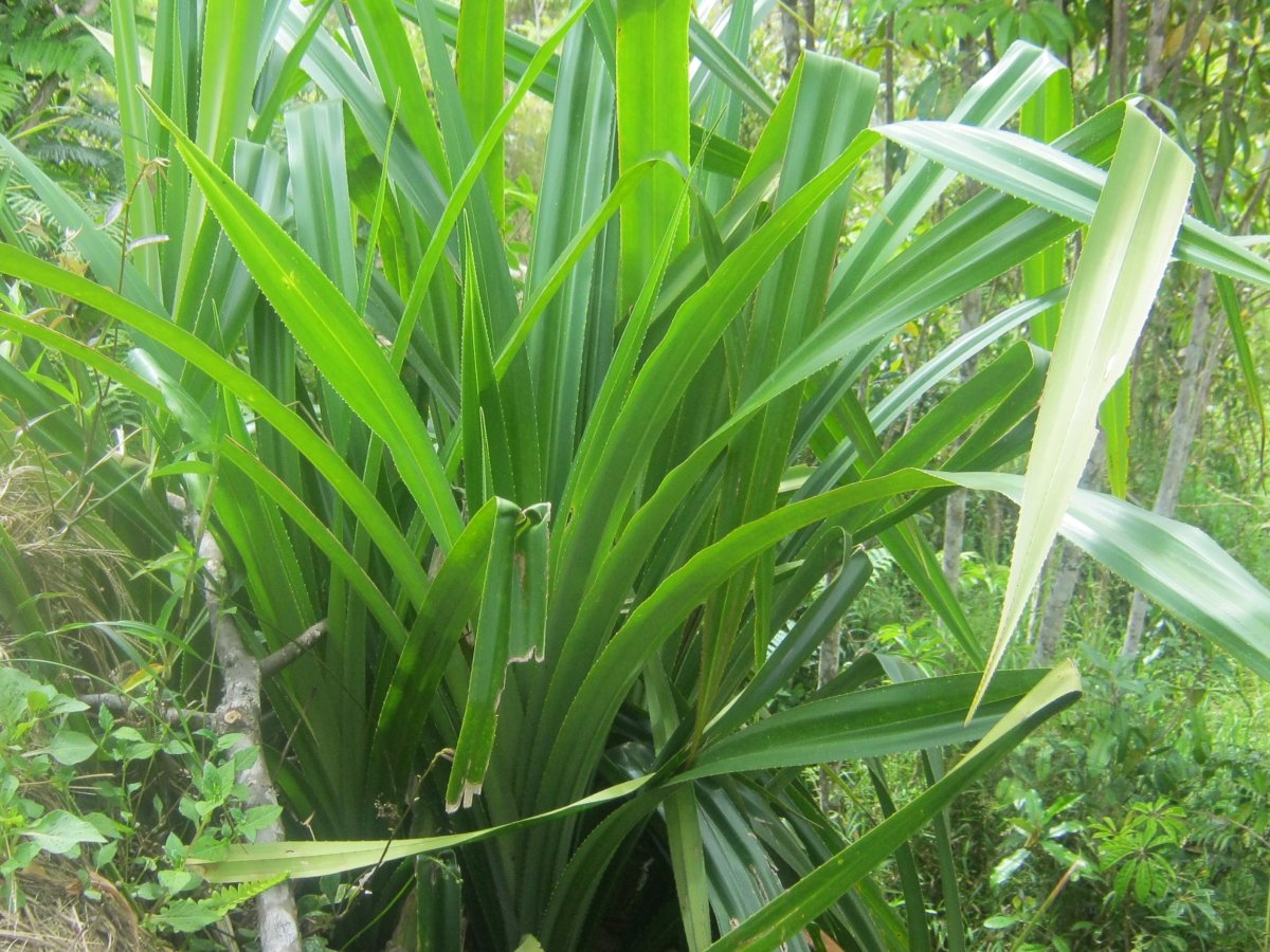 Pandanus candelabrum