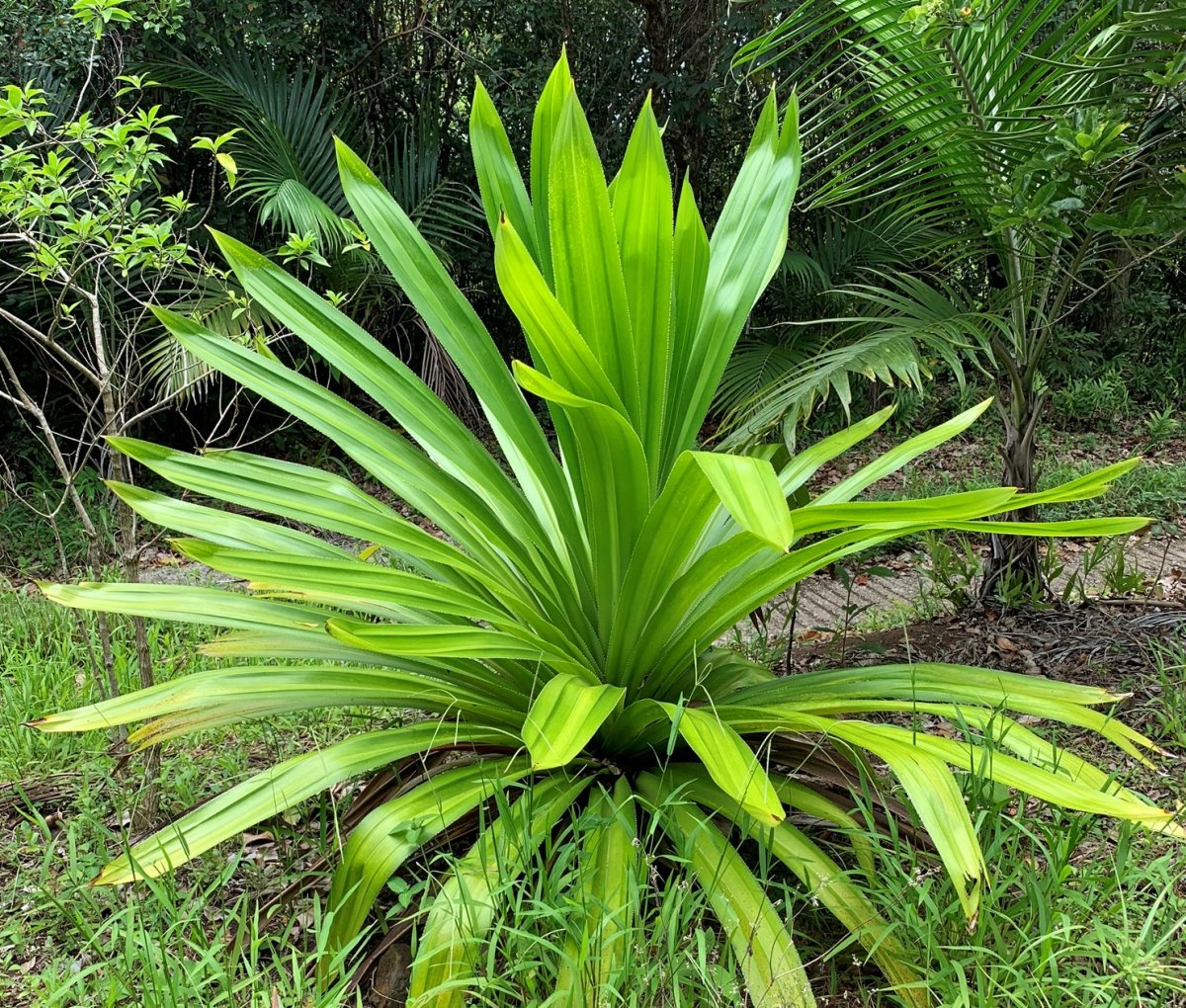 Pandanus macrostigma