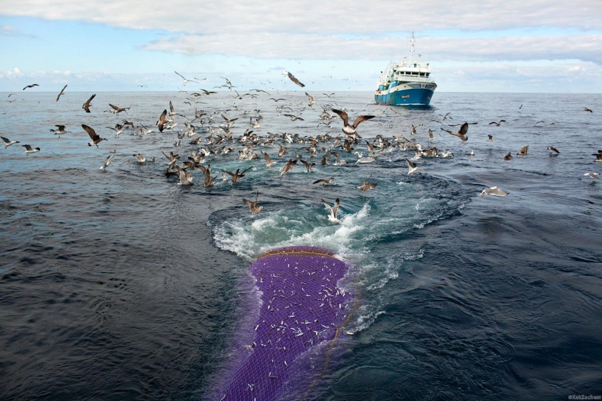 Берингово море экопроблемы
