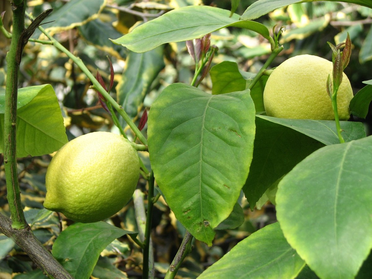 Lemon Lemon Verde растение