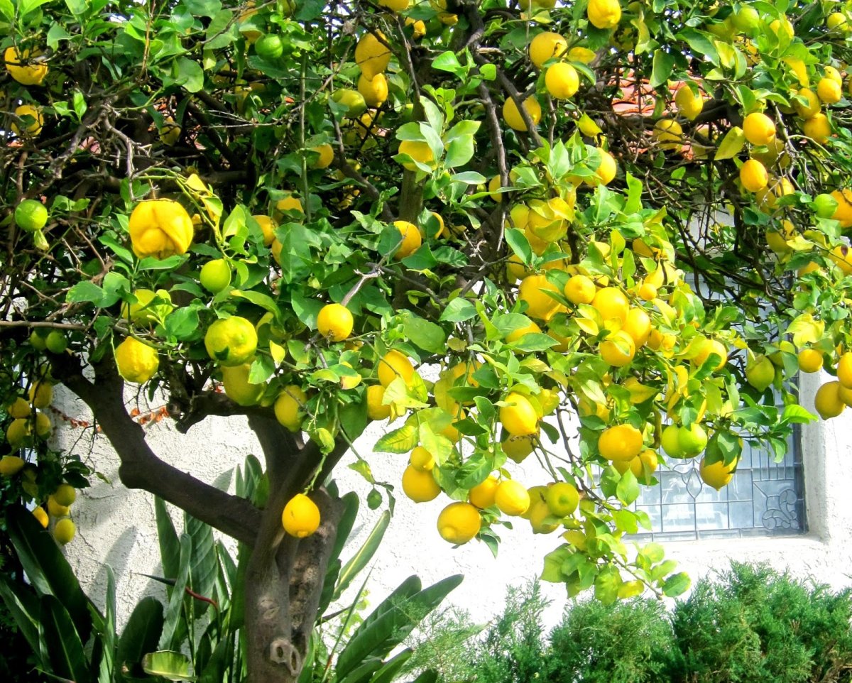 Lemon Tree (лимонное дерево)