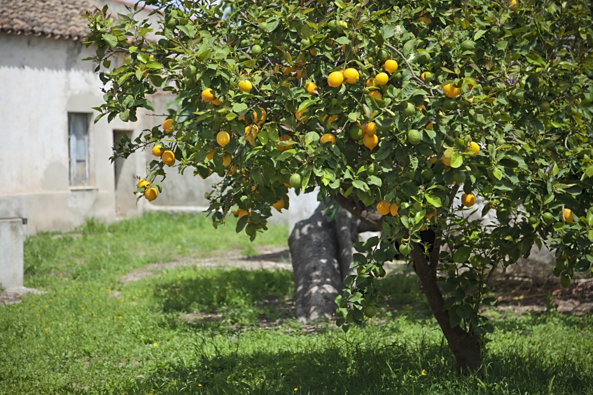 Лимонное дерево Limon Agaci