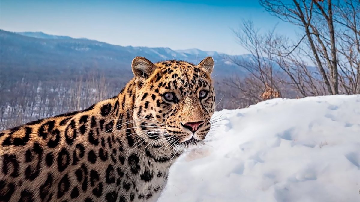 Самая большая кошка в дикой природе