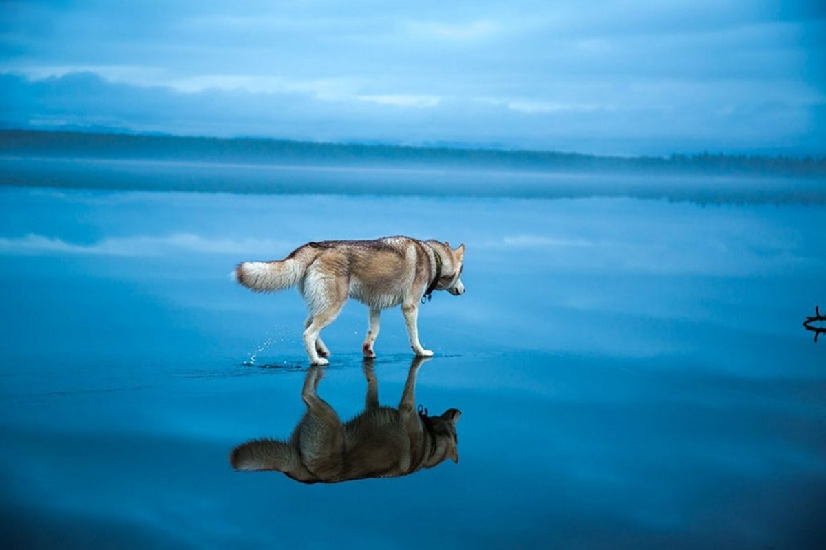 Отражение животных в воде