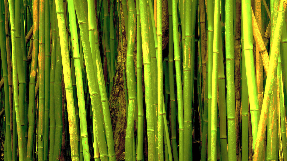 Bambusa Bamboo - бамбук куст бамбука
