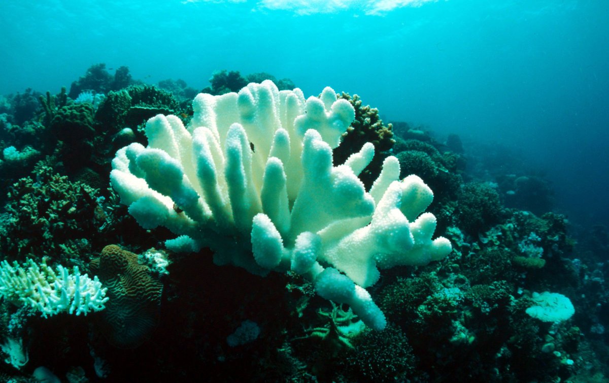 Coral Maai