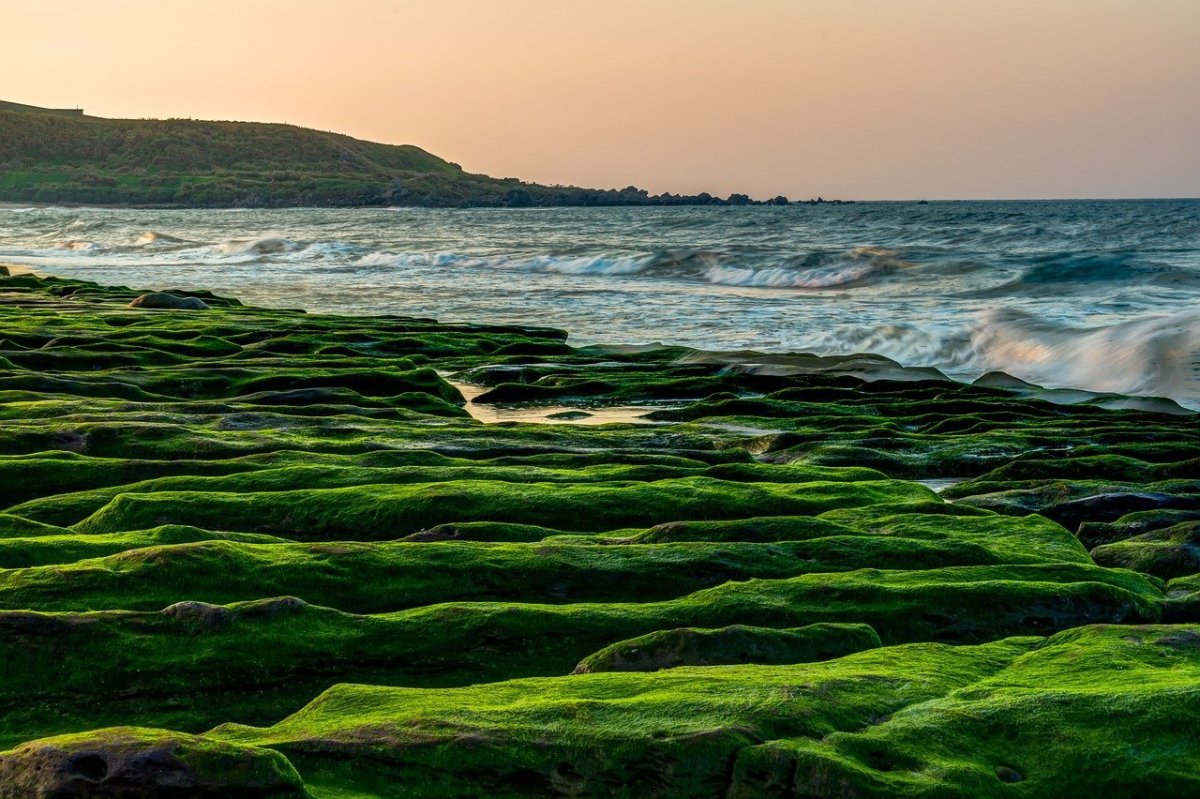 Водоросли на берегу моря