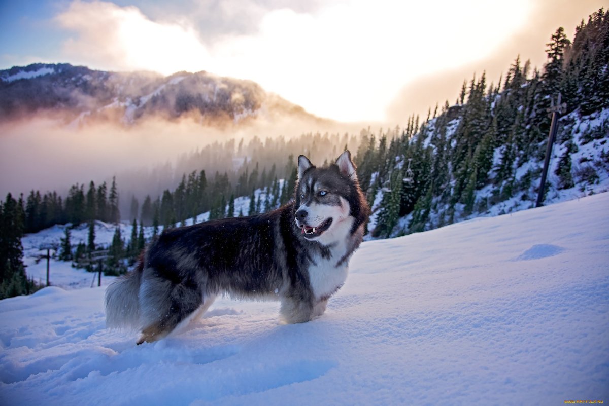 Alaskan Husky