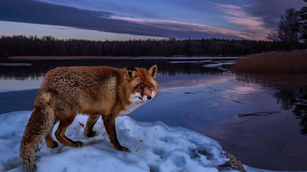 Животные зимой