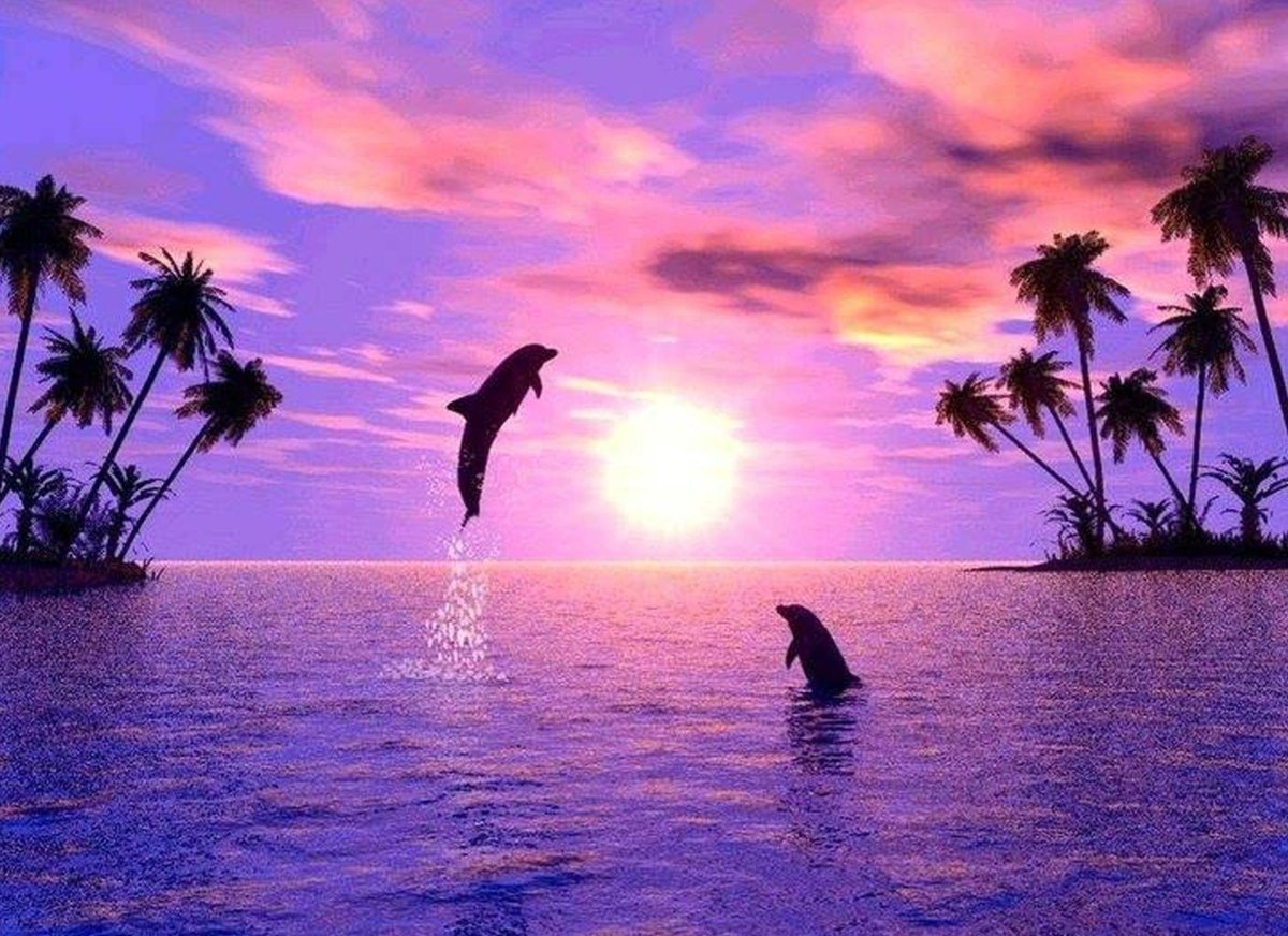 Море закат дельфины