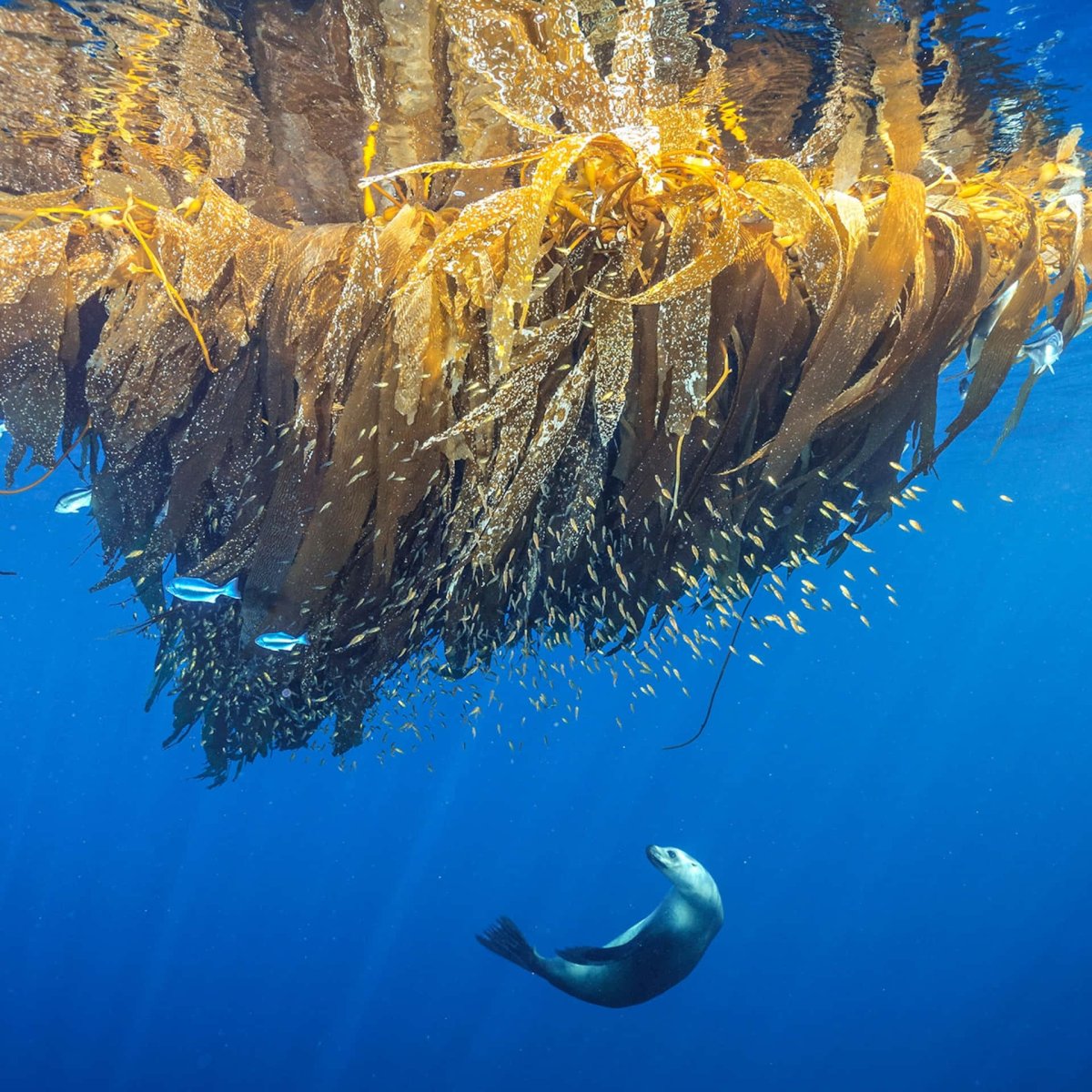 National Geographic океан
