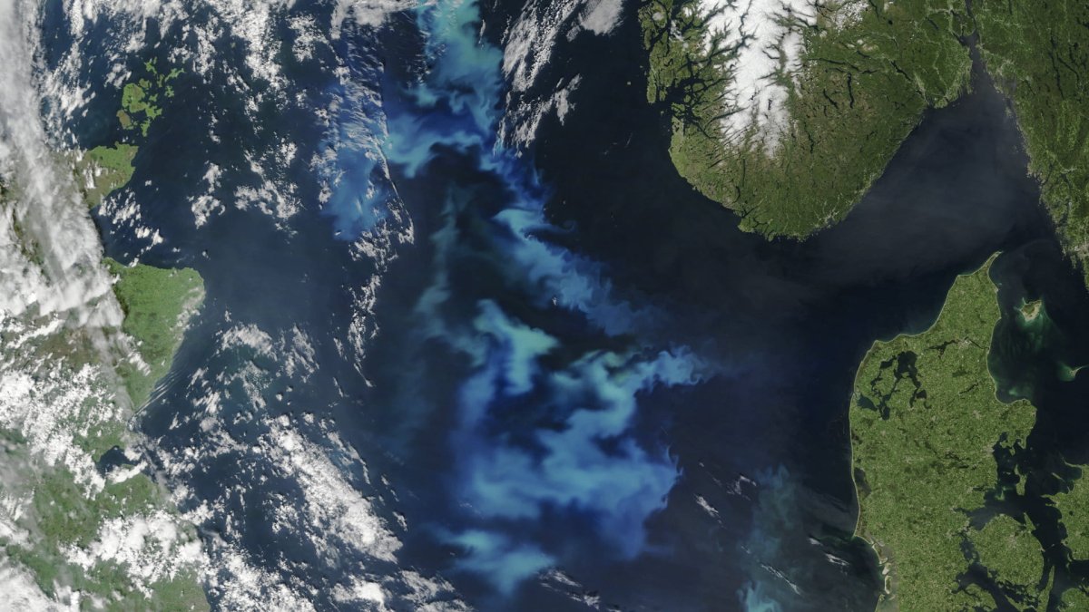 Саргассово море со спутника