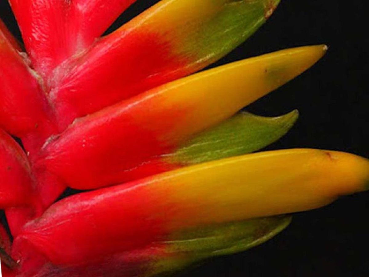 Vriesea carinata