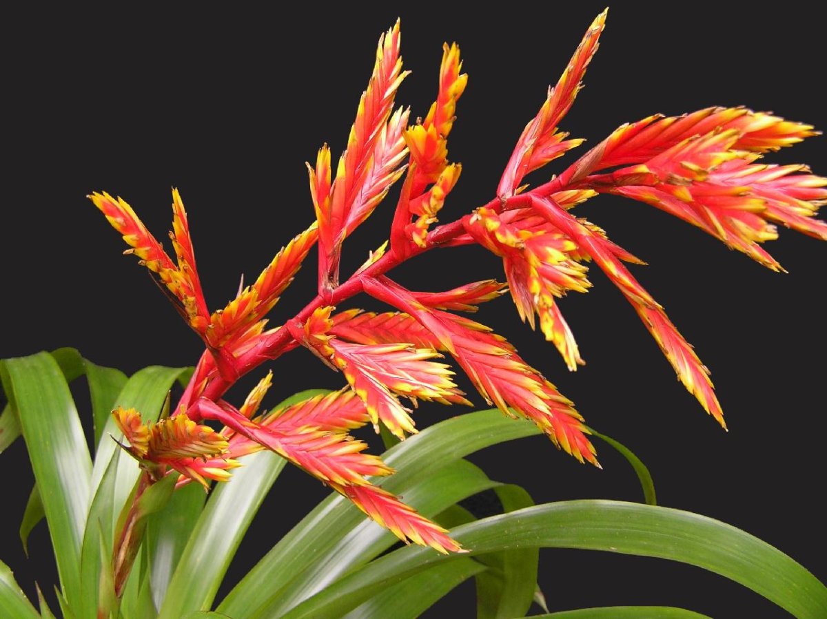 Вриезия изящная (Vriesea zamorensis)