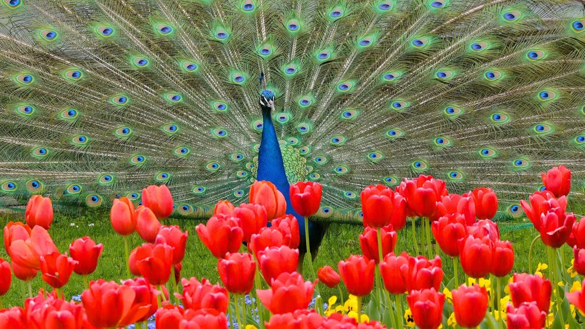 Павлины и цветы