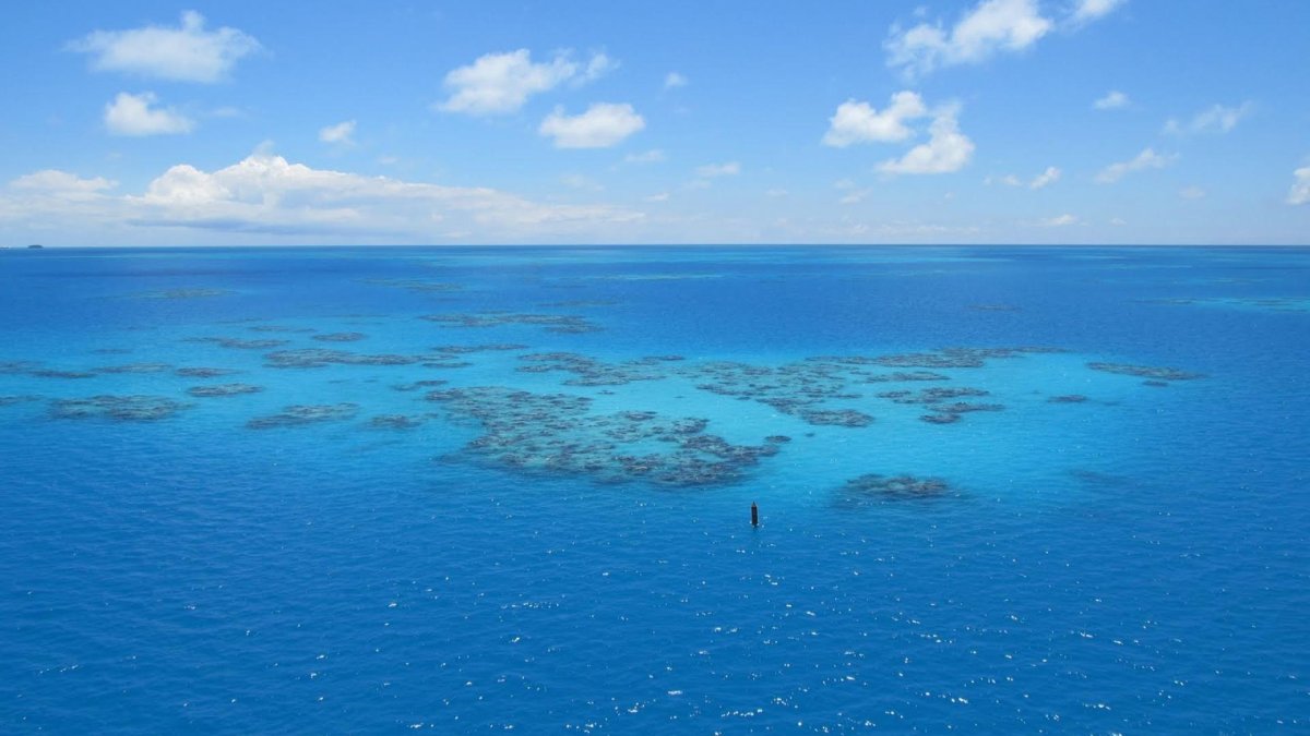 Саргассово море Бермудские острова