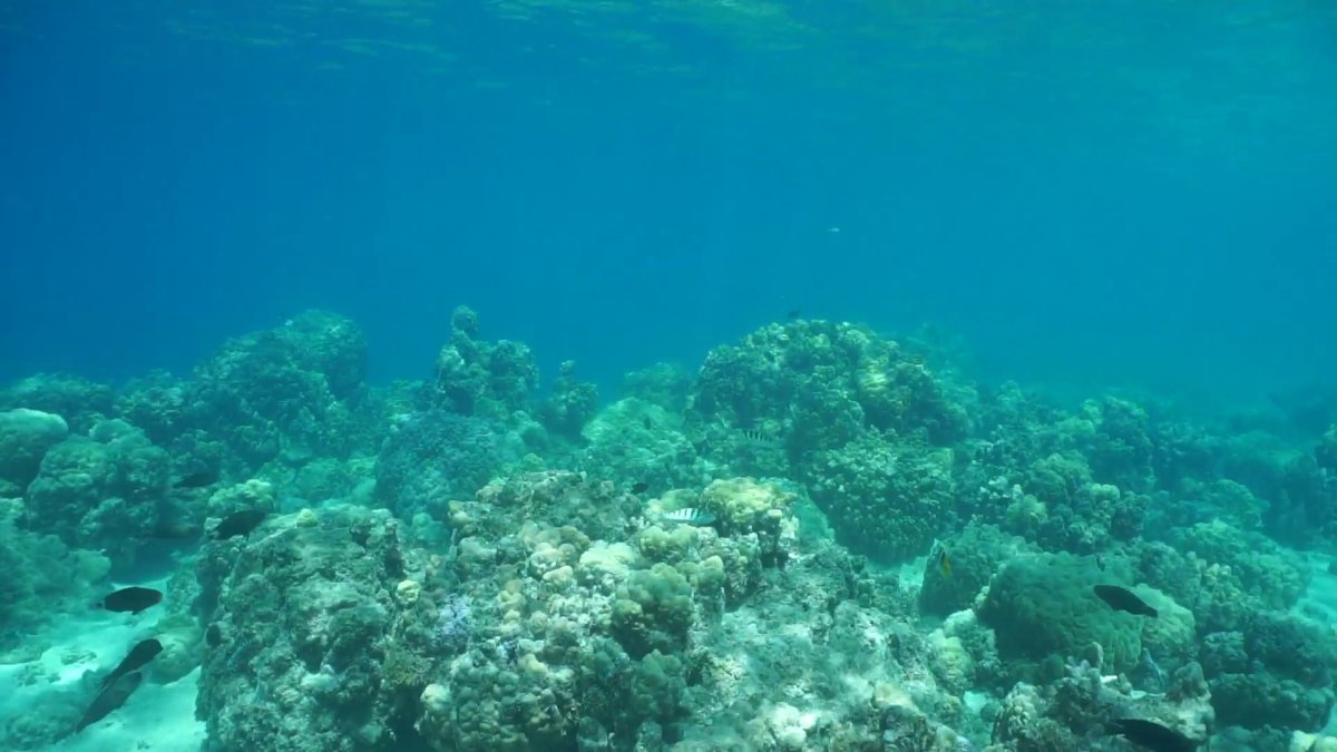 Ocean Floor