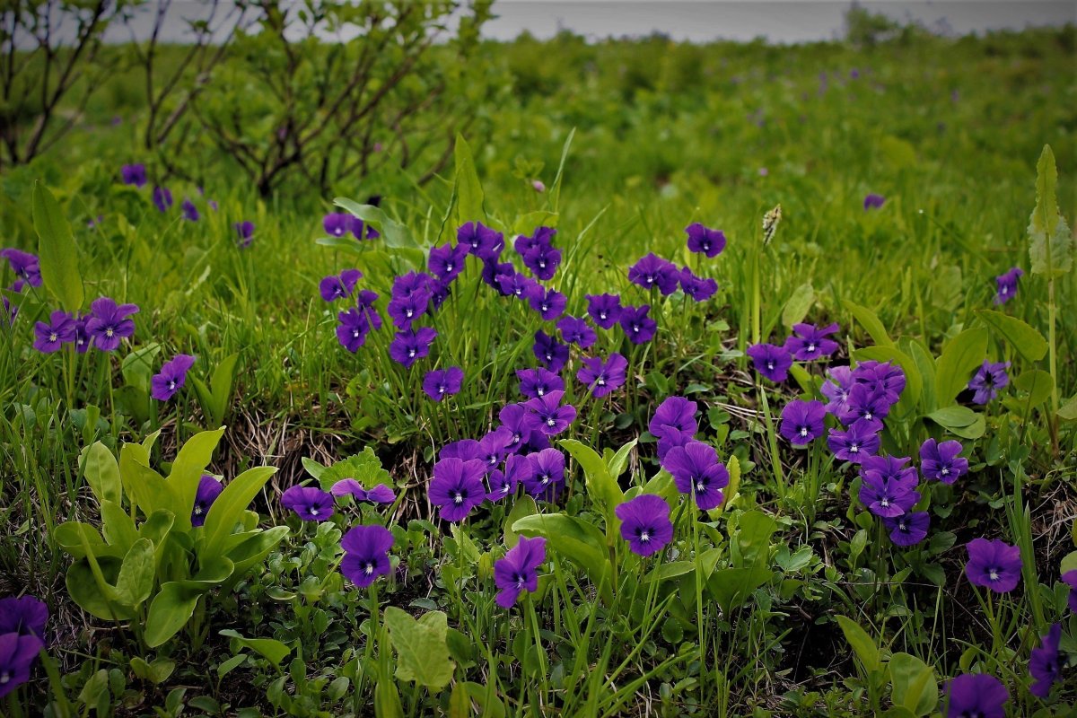 Фиалка крийская