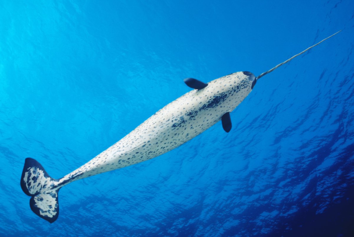 Monodon Monoceros