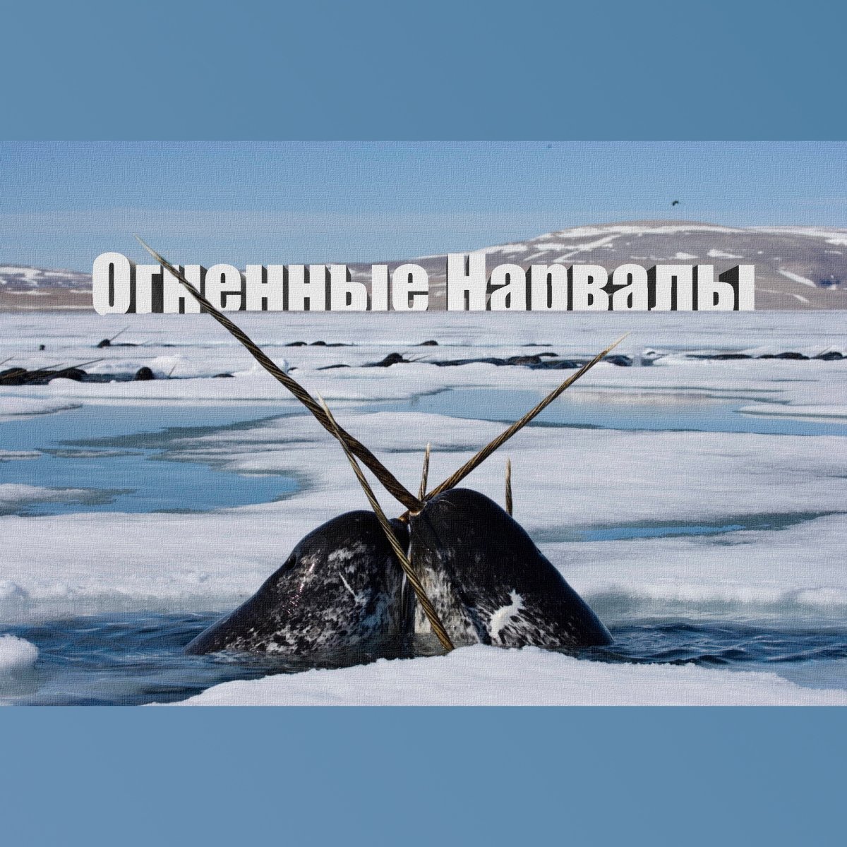 Гренландский нарвал