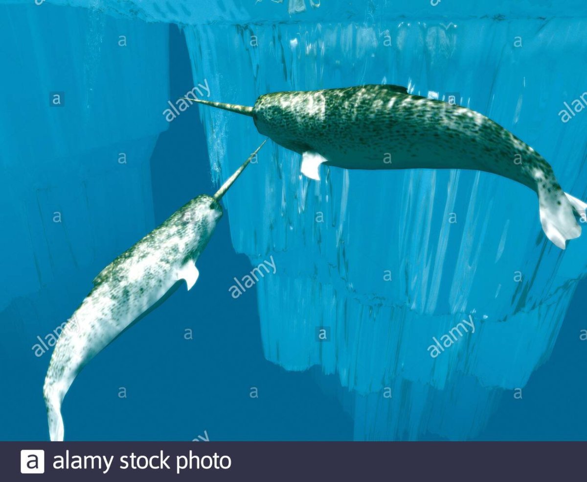 Monodon Monoceros