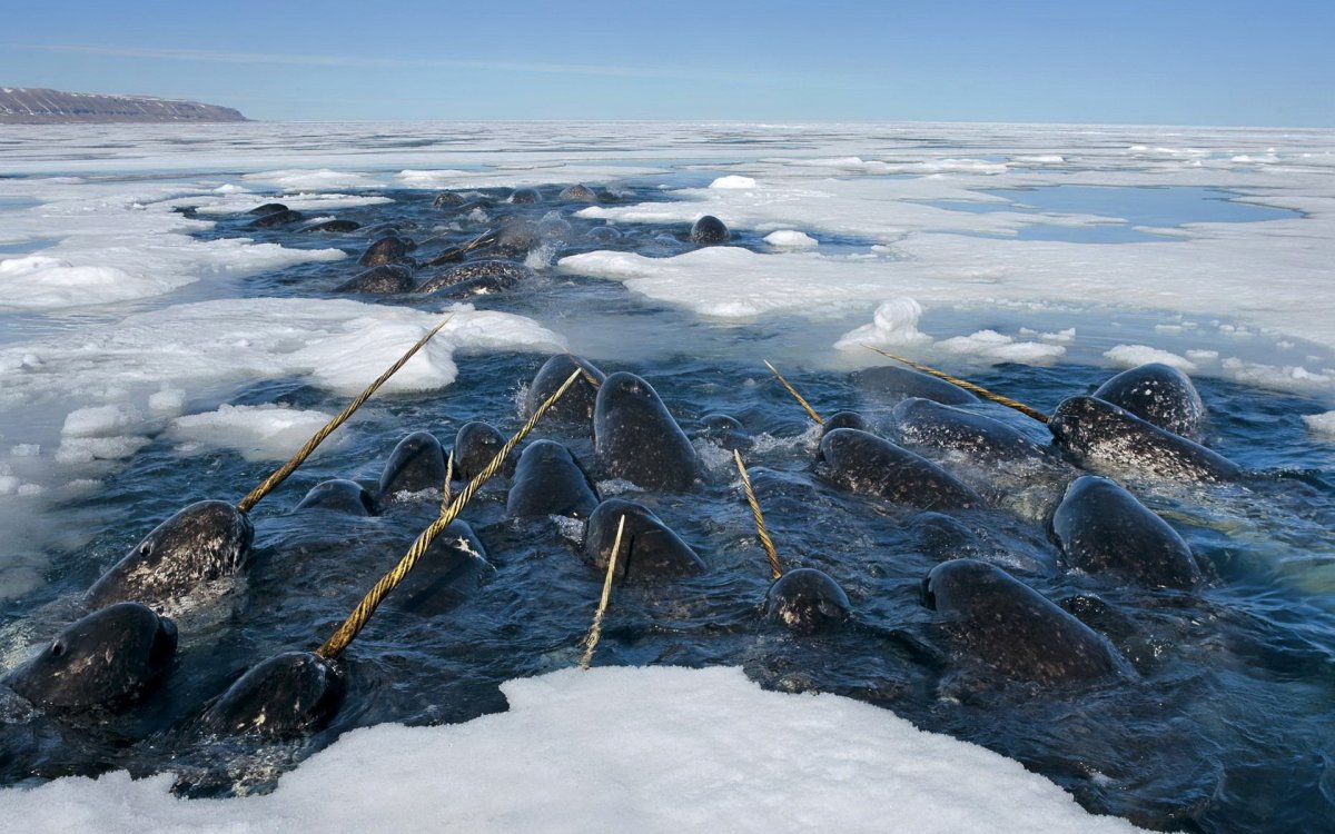 Нарвал морской Единорог