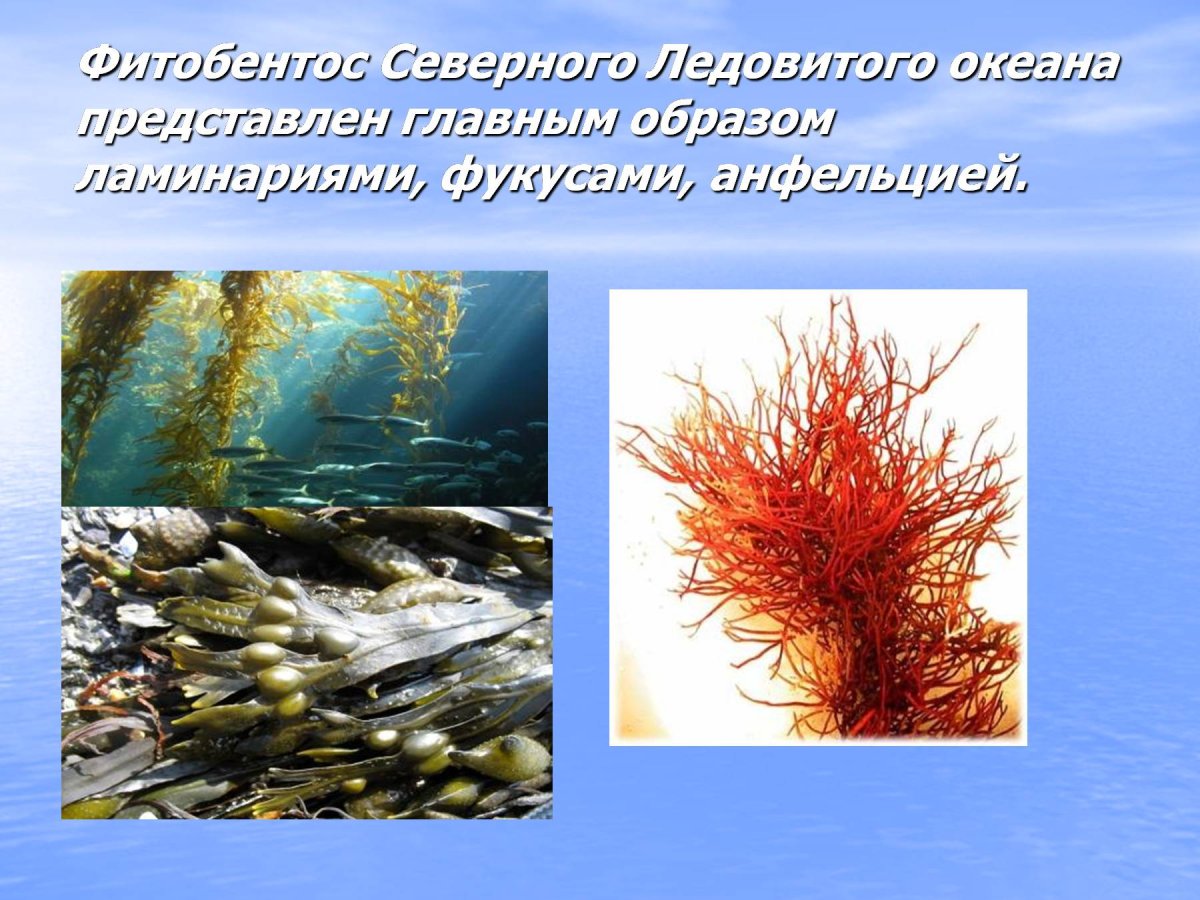 Анфельция Северного Ледовитого океана