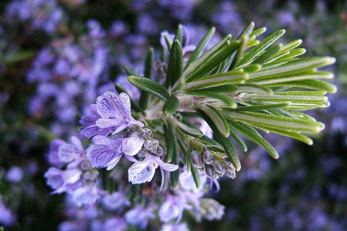 Rosmarinus officinalis Prostratus
