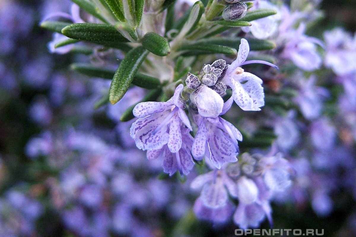 Rosmarinus officinalis