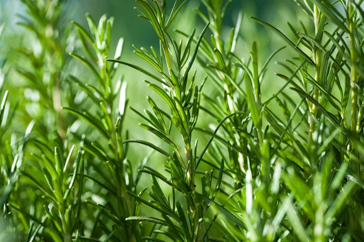 Розмарин обыкновенный Rosmarinus officinalis