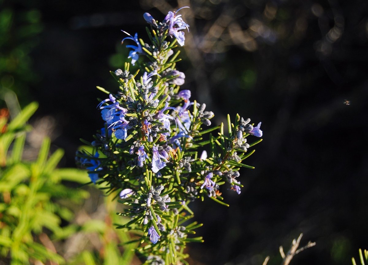 Rosmarinus officinalis