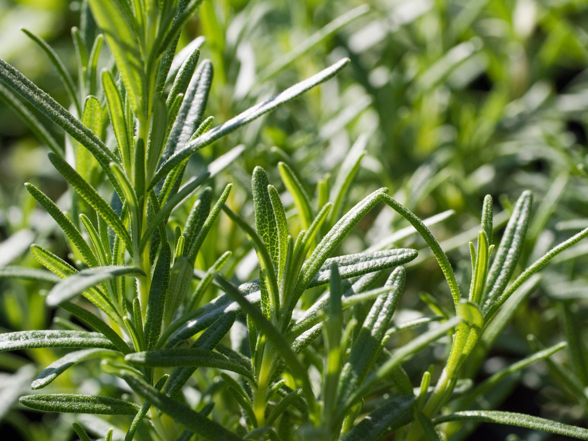 Rosmarinus officinalis