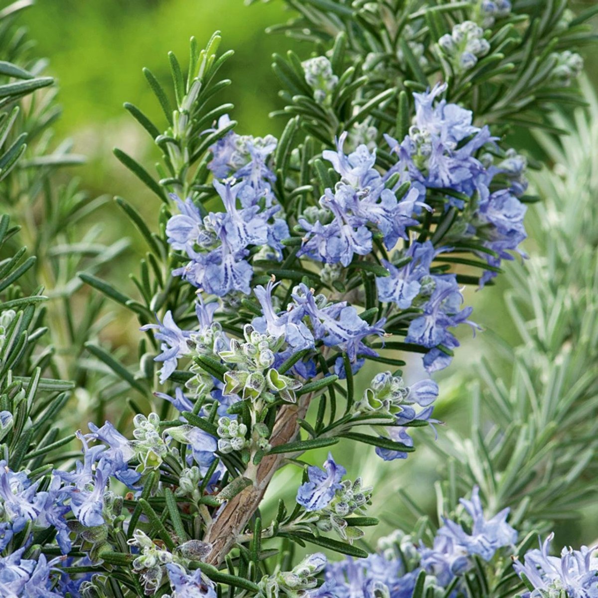 Розмарин officinalis Capri