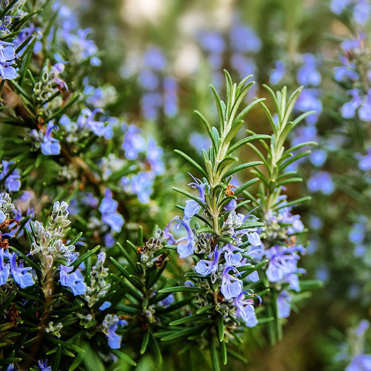 Розмарин officinalis