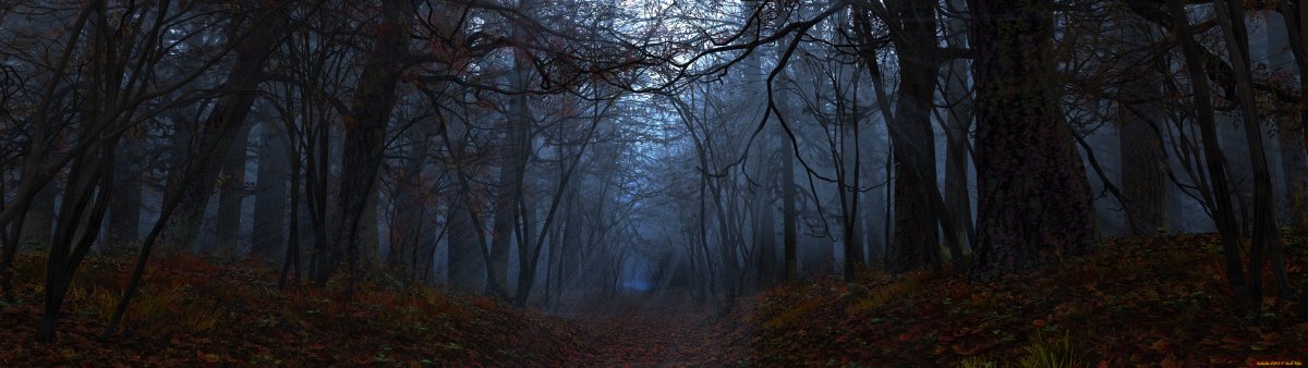Темный лес панорама