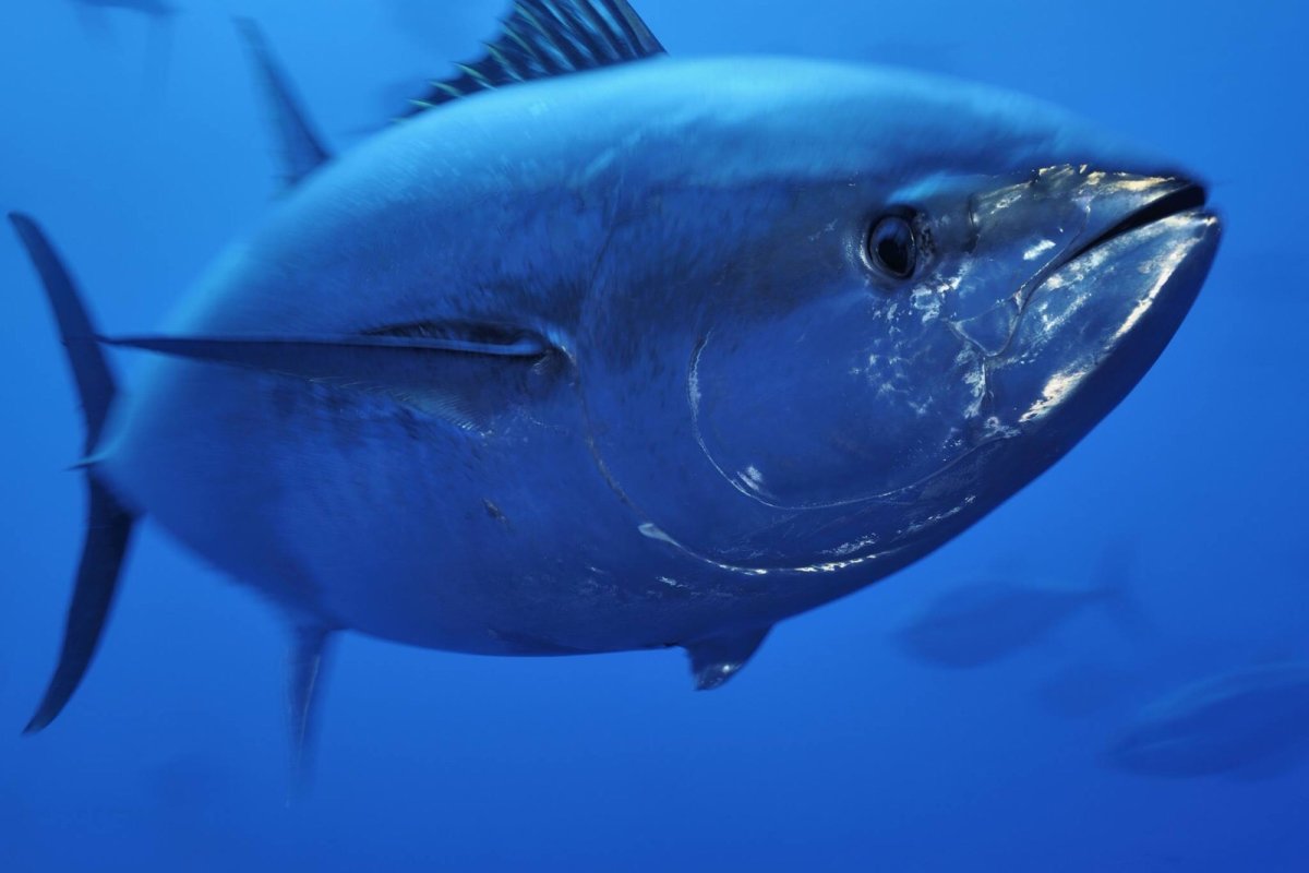 Тунец Bluefin