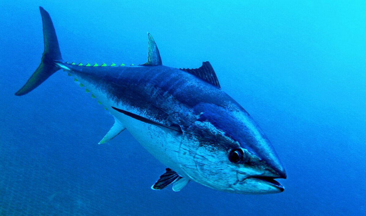 Тунец Bluefin