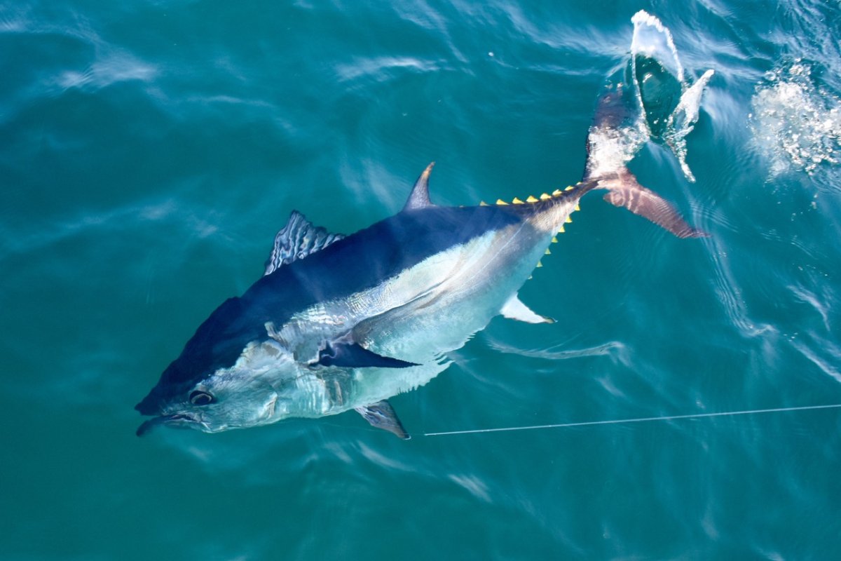 Тунец Bluefin