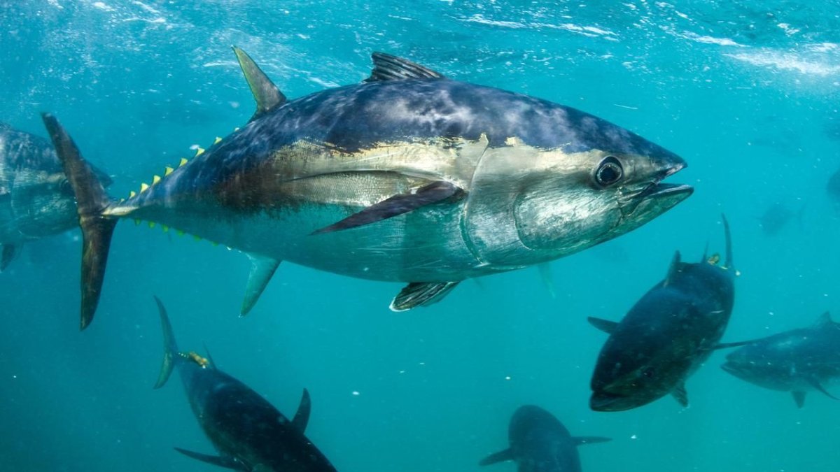 Southern Bluefin Tuna